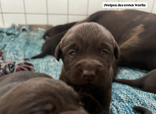 Labradorwelpen ab Mitte November abzugeben