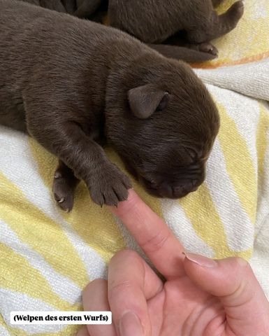 Labradorwelpen ab Mitte November abzugeben
