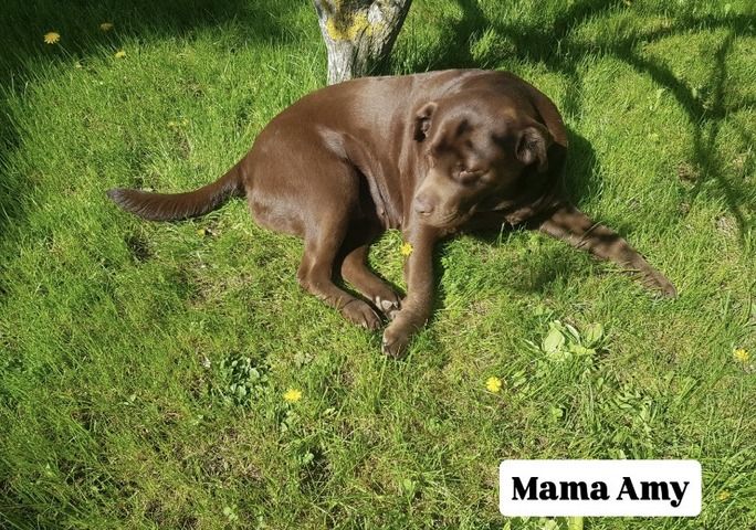 Labradorwelpen ab Mitte November abzugeben
