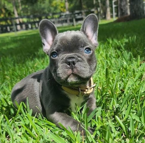 Französische Bulldoggen Welpen