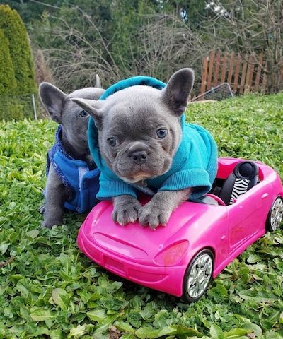 Französische Bulldoggen Welpen