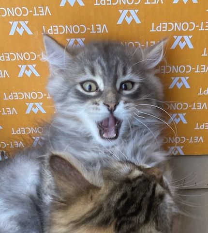 Wunderschöner Kater Buran mit einzigartigen Augen sucht ein liebevolles Zuhause!