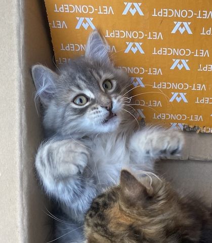 Wunderschöner Kater Buran mit einzigartigen Augen sucht ein liebevolles Zuhause!