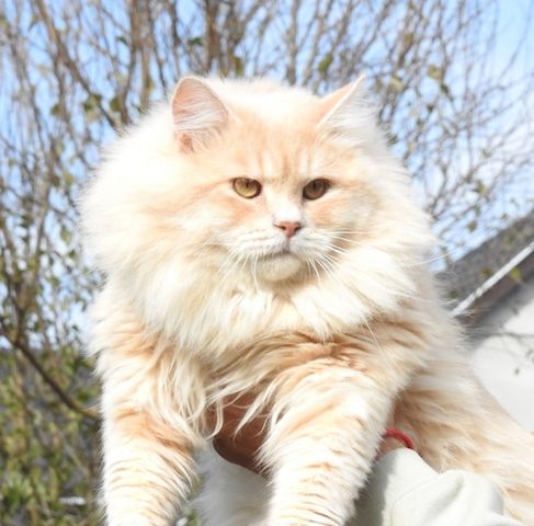Wunderschöner Kater Buran mit einzigartigen Augen sucht ein liebevolles Zuhause!