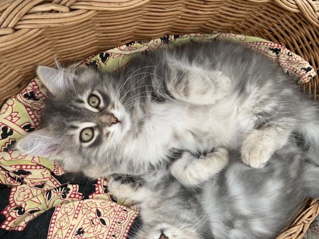 Wunderschöner Kater Buran mit einzigartigen Augen sucht ein liebevolles Zuhause!