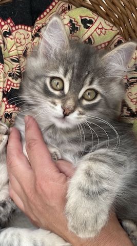 Wunderschöner Kater Buran mit einzigartigen Augen sucht ein liebevolles Zuhause!