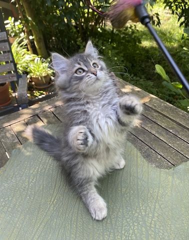 Wunderschöner Kater Buran mit einzigartigen Augen sucht ein liebevolles Zuhause!