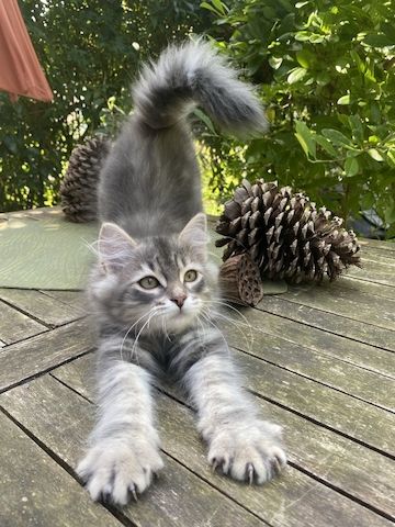 Wunderschöner Kater Buran mit einzigartigen Augen sucht ein liebevolles Zuhause!