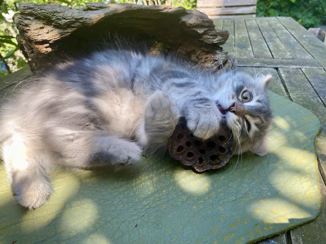 Wunderschöner Kater Buran mit einzigartigen Augen sucht ein liebevolles Zuhause!