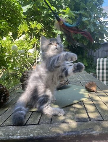 Wunderschöner Kater Buran mit einzigartigen Augen sucht ein liebevolles Zuhause!