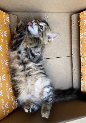 Wunderschöner Kater Buran mit einzigartigen Augen sucht ein liebevolles Zuhause!