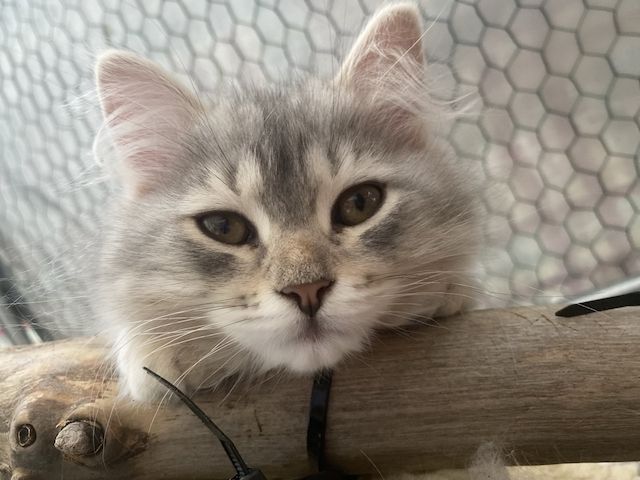Selbstbewusstes Katerchen sucht ein liebevolles Zuhause!