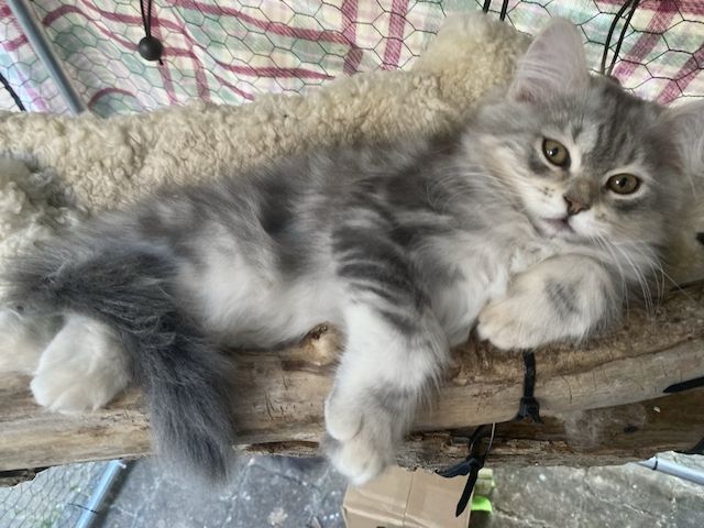 Selbstbewusstes Katerchen sucht ein liebevolles Zuhause!