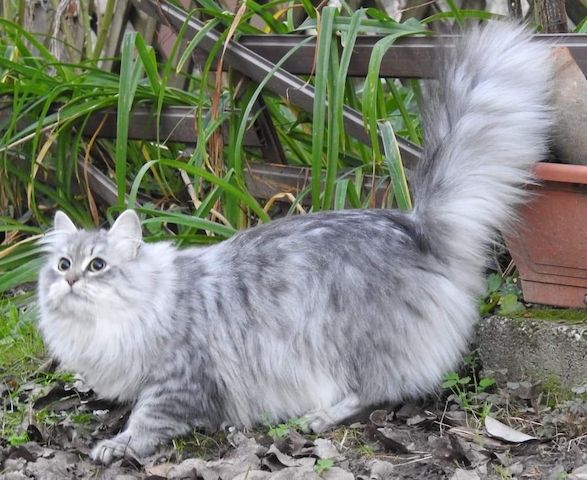 Wunderschönes Mädchen mit einem unglaublichen Charakter sucht ein liebevolles Zuhause!