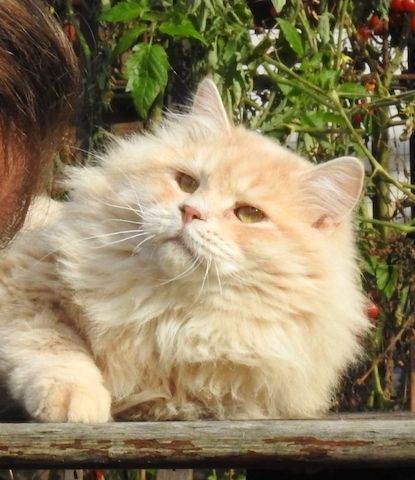 Wunderschönes Mädchen mit einem unglaublichen Charakter sucht ein liebevolles Zuhause!