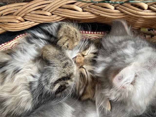 Wunderschönes Mädchen mit einem unglaublichen Charakter sucht ein liebevolles Zuhause!