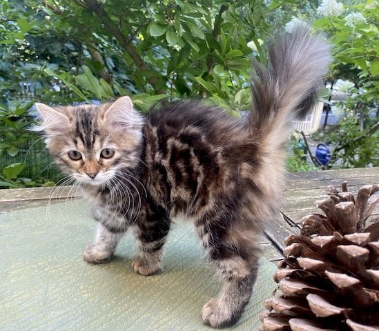 Wunderschönes Mädchen mit einem unglaublichen Charakter sucht ein liebevolles Zuhause!