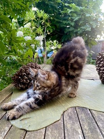 Wunderschönes Mädchen mit einem unglaublichen Charakter sucht ein liebevolles Zuhause!