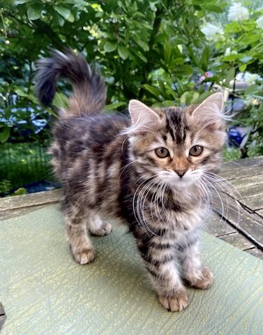 Wunderschönes Mädchen mit einem unglaublichen Charakter sucht ein liebevolles Zuhause!