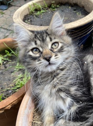 Energiegeladener Kater Beyhan sucht ein liebevolles Zuhause!