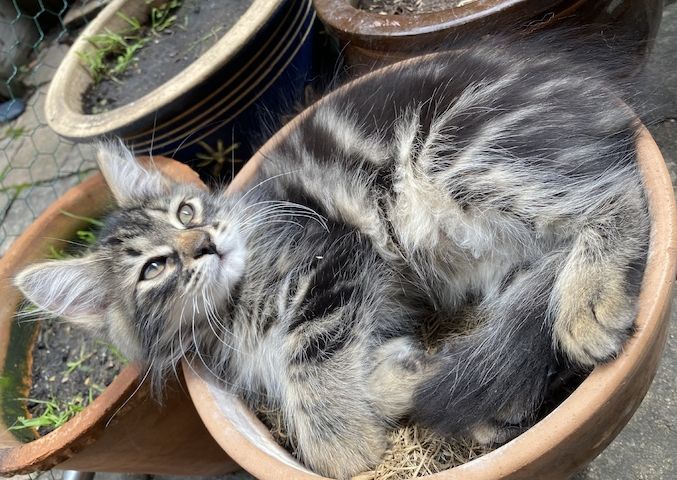 Energiegeladener Kater Beyhan sucht ein liebevolles Zuhause!