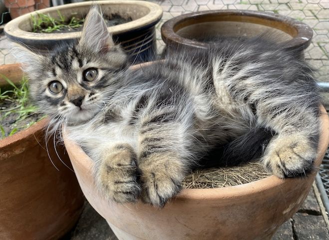 Energiegeladener Kater Beyhan sucht ein liebevolles Zuhause!