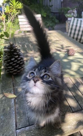 Energiegeladener Kater Beyhan sucht ein liebevolles Zuhause!