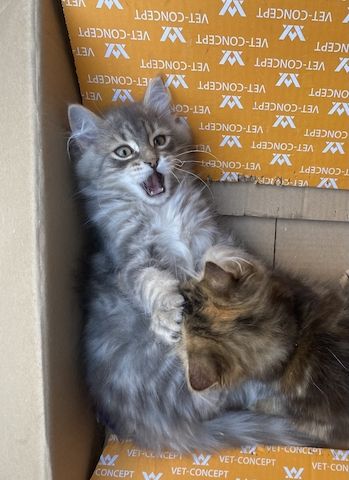 Wunderschöner Sibirische Katerchen Bulat sucht ein liebevolles Zuhause!