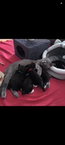 Kitten suchen bald ein neues Zuhause