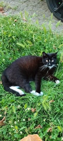 Kitten suchen bald ein neues Zuhause