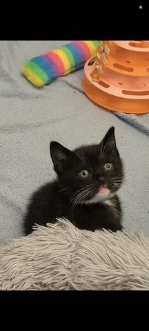 Kitten suchen bald ein neues Zuhause