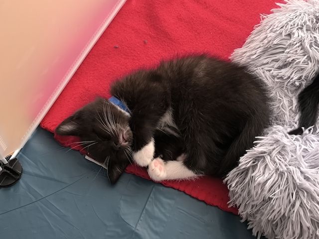 Kitten suchen bald ein neues Zuhause