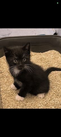 Kitten suchen bald ein neues Zuhause