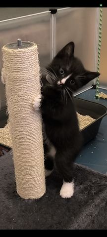 Kitten suchen bald ein neues Zuhause