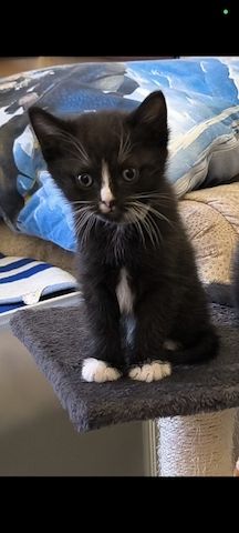 Kitten suchen bald ein neues Zuhause