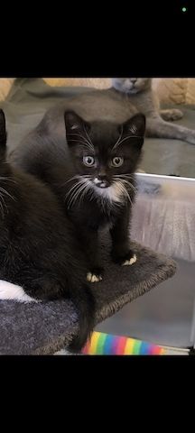 Kitten suchen bald ein neues Zuhause