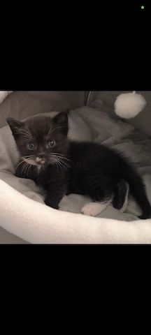 Kitten suchen bald ein neues Zuhause