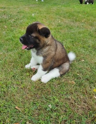 Amerikanische Akita-Welpen
