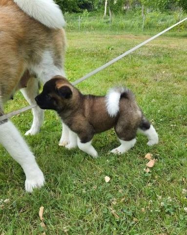 Amerikanische Akita-Welpen