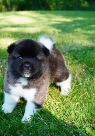 Amerikanische Akita-Welpen