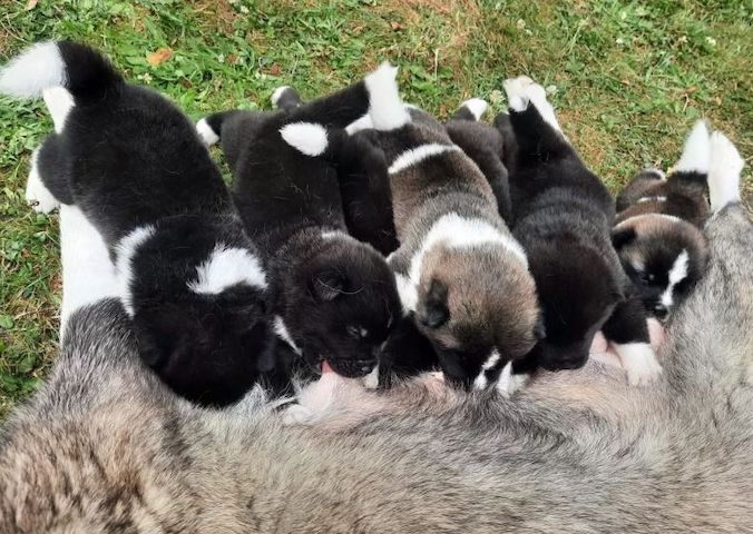 Amerikanische Akita-Welpen