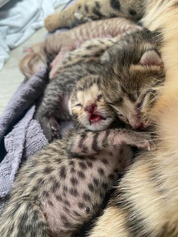 Savannah Kitten F3C