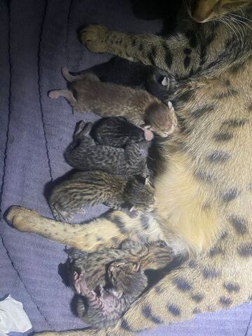 Savannah Kitten F3C