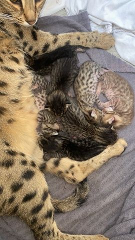 Savannah Kitten F3C