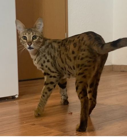 Savannah Kitten F3C