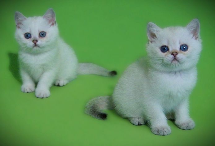Supersüße Kitten mit blauen Augen BKH seal-silver-shaded-point ns 11 33 Reinrassig!