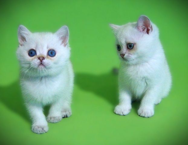 Supersüße Kitten mit blauen Augen BKH seal-silver-shaded-point ns 11 33 Reinrassig!