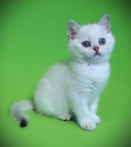 Supersüße Kitten mit blauen Augen BKH seal-silver-shaded-point ns 11 33 Reinrassig!