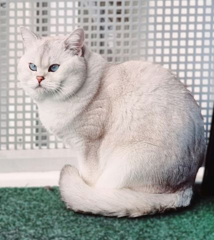 Deckkater Stammbaum blauen Augen BKH Farbe seal-silver-shaded-point ns 11 33