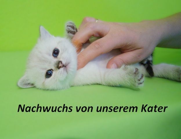 Deckkater Stammbaum blauen Augen BKH Farbe seal-silver-shaded-point ns 11 33